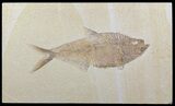 Diplomystus Fossil Fish - Wyoming #58771-1